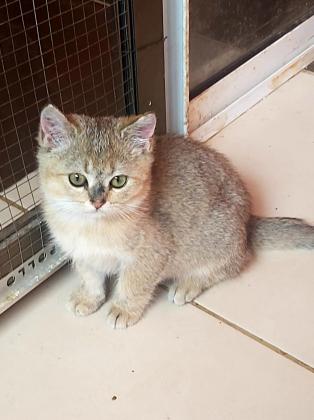 גור בריטי שינשילה זהב בן 3 חודש