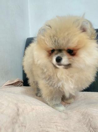 גורה פומרניין ננסי צבע קרם