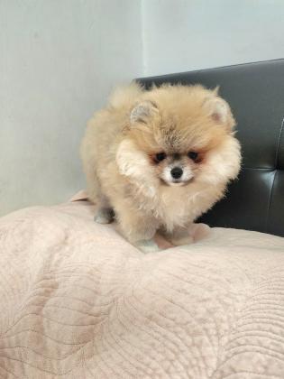 גורה פומרניין ננסי צבע קרם