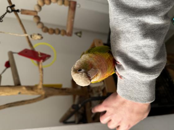 גרינציק חמוד מאוד!מאולף, לא נושך,