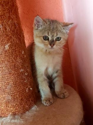 גור בריטי שינשילה זהב בן 3 חודש