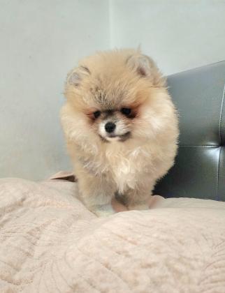 גורה פומרניין ננסי צבע קרם