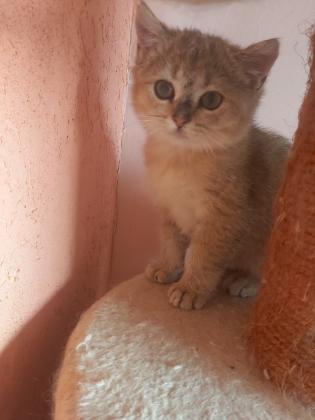 גור בריטי שינשילה זהב בן 3 חודש