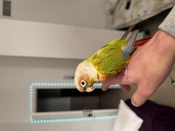 גרינציק חמוד מאוד!מאולף, לא נושך,