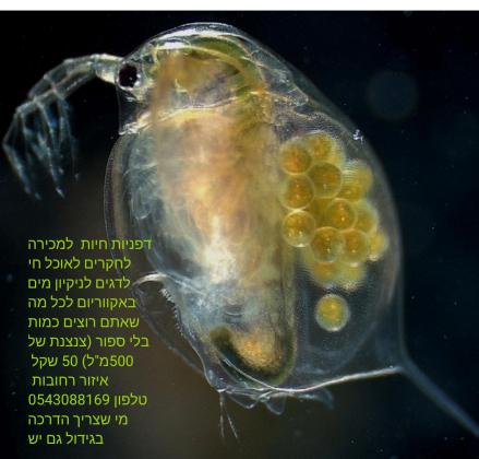 דפניה אוכל חי לדגים מתרבים כמו חיידקים