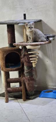 גור בריטי שינשילה זהב בן 3 חודש