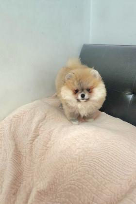 גורה פומרניין ננסי צבע קרם