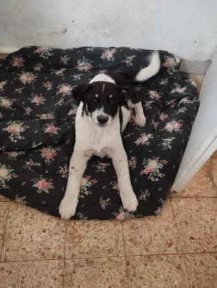 בורדר קולי מעורב לברדור בן