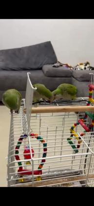 3 תוכים האכלת יד ידידותיים