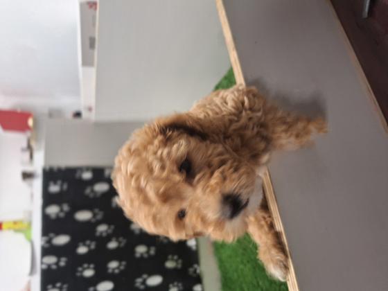 גורת פודל טוי מהממת ❤️לאחר