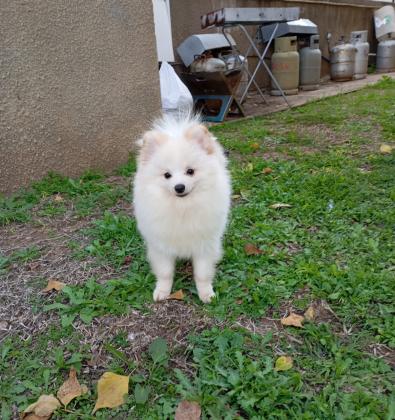 גור פומרניין שפיץ צבע לבן