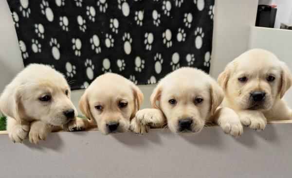 באזור המרכזגורי לברדור מהממים❤️ לאחר