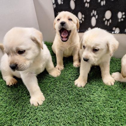 באזור המרכזגורי לברדור מהממים❤️ לאחר