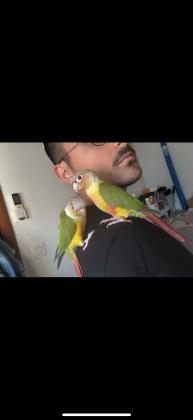 זוג גרינציקים זכר ונקבה האכלת