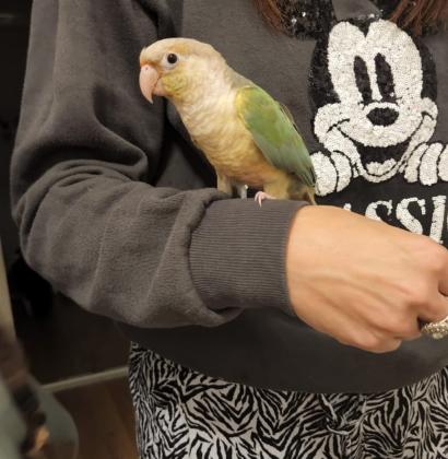 כולל הכלוב והאביזרים