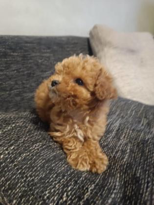 פודל טוי המחיר כלל משלוח