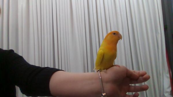 למכירה שתי תוכוני אהבה יפהפיים