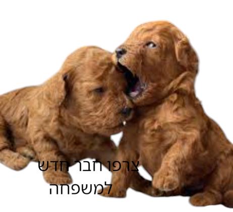 גורי פודל טוי זכר ונקבה