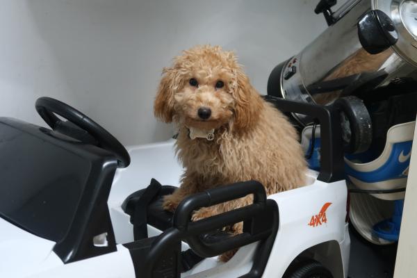 פודל ננסי מתוק בטרוף חברותי