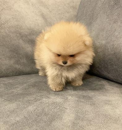 גורי פומרניין בצבע קרם שנמסרים