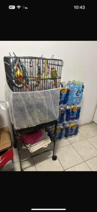 זוג גרינציקים זכר ונקבה האכלת