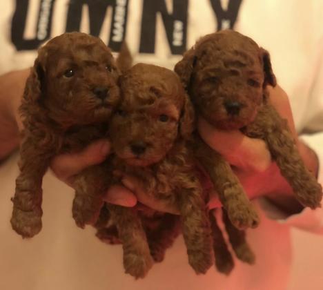 גורי פודל טוי מעלפים בצבע