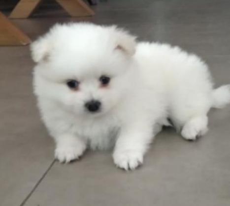 חצי פומריין שפיץאני מעלה