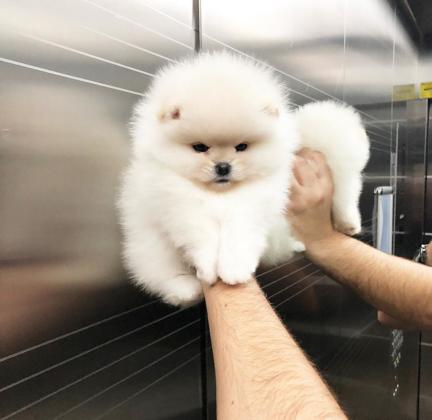 גורי פומרניין קטנים מאוד ימסרו