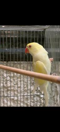 דררה קרמינו 2 קוואקרים האכלת