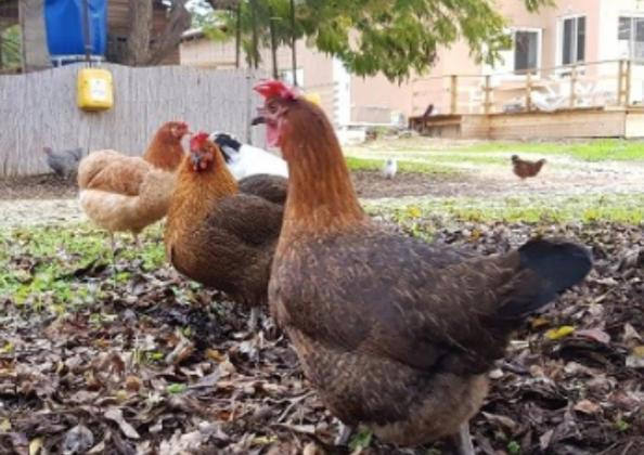 תרנגולות בנות 5 חודשים