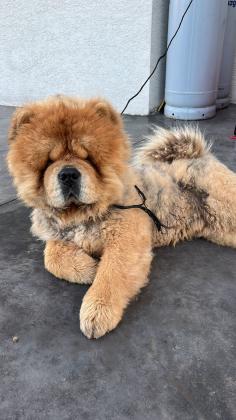 אצלי כבר חודשיים,מוכר עקב חוסר