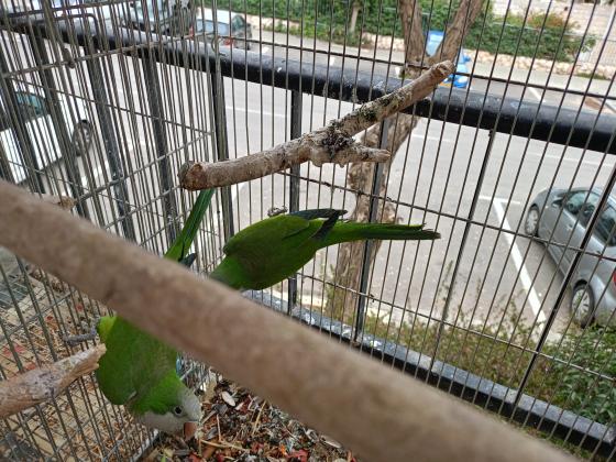 חכמים ומתוקים