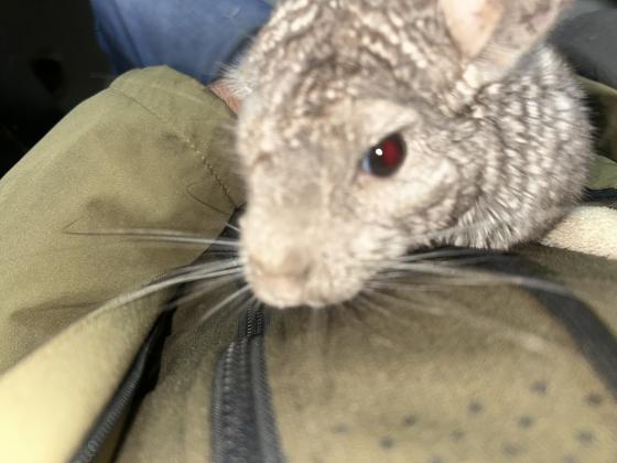 צ׳ינצ׳ילה עוד לא בת שנה