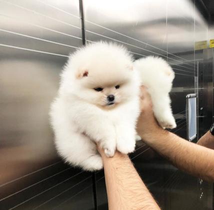 גורי פומרניין קטנים מאוד ימסרו