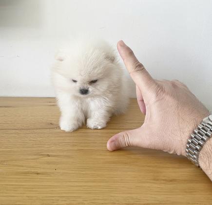 גורי פומרניין קטנים מאוד ימסרו