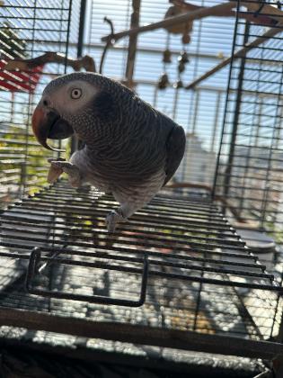 היי תוכי ג'אקו האכלת יד