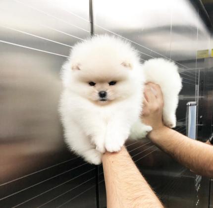 גורי פומרניין קטנים מאוד ימסרו