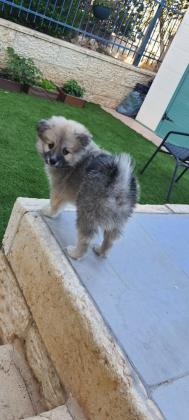 חצי פומריין שפיץאני מעלה