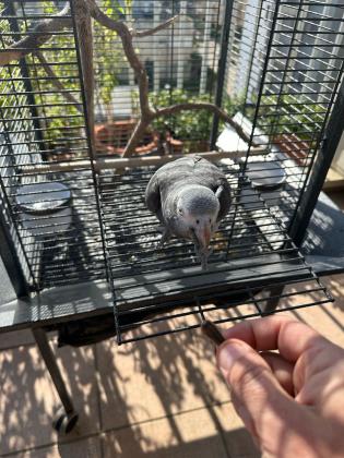 היי תוכי ג'אקו האכלת יד