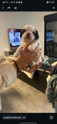 גור שיצו מהממם זכר בן חודשייל