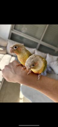 זוג גרינציקים זכר ונקבה האכלת