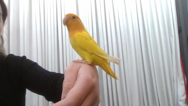 למכירה שתי תוכוני אהבה יפהפיים