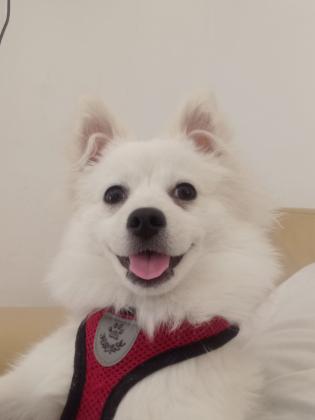 חצי פומריין שפיץאני מעלה