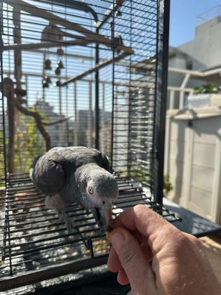 היי תוכי ג'אקו האכלת יד