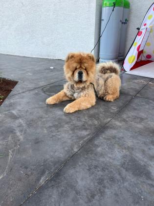 אצלי כבר חודשיים,מוכר עקב חוסר