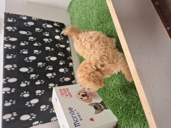 גורת פודל טוי מהממת ❤️לאחר