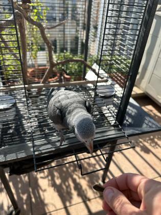 היי תוכי ג'אקו האכלת יד