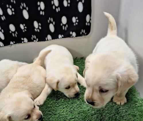 באזור המרכזגורי לברדור מהממים❤️ לאחר