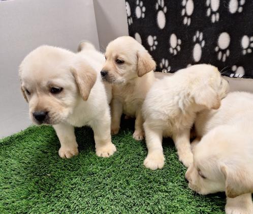 באזור המרכזגורי לברדור מהממים❤️ לאחר