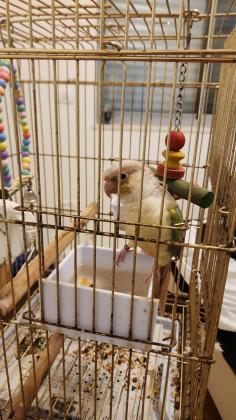 כולל הכלוב והאביזרים